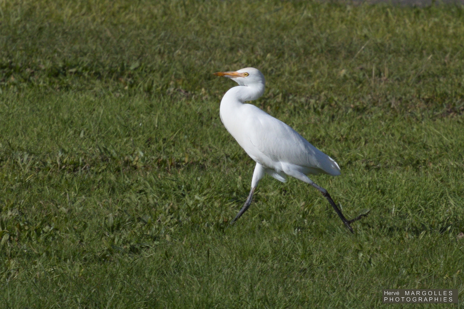 Heron garde- boeuf-01.jpg
